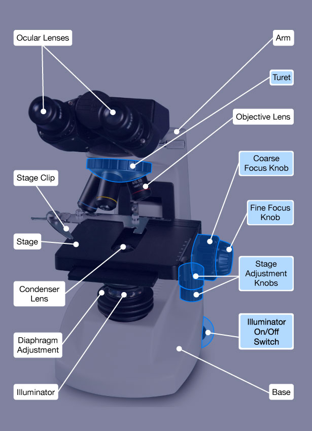 Microscope parts and controls displayed in relation to the image of the microscope.